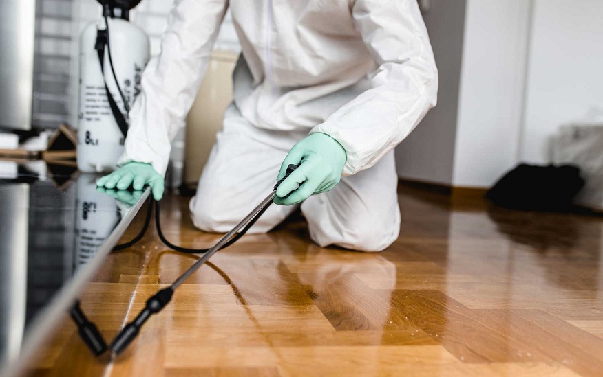 Reasons to Go for Pest Management Services